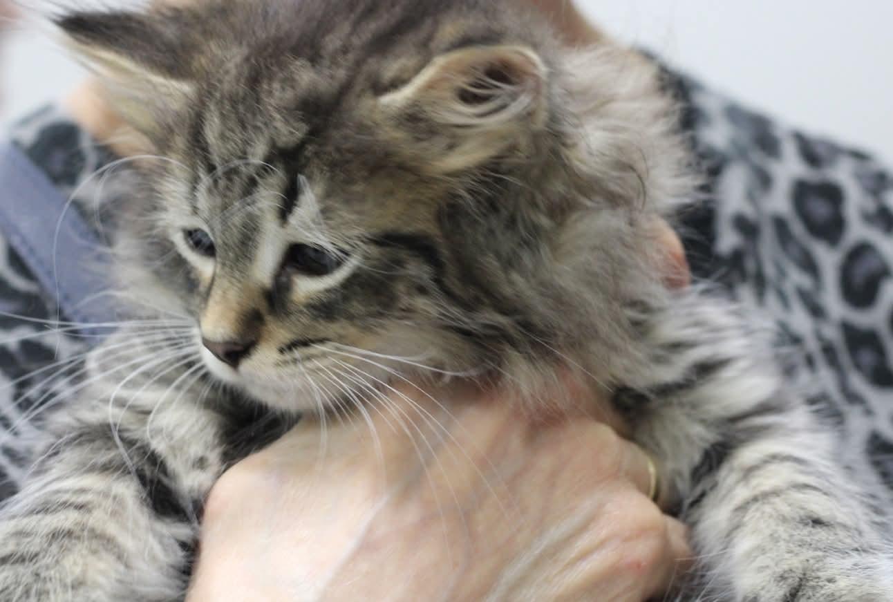 A fluffy tabby kitten being gently held at Cascades Humane Society.